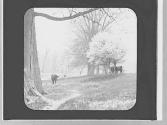 Cows & trees