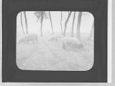 Sheep grazing