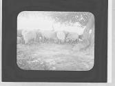Sheep grazing