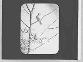 Birds in a tree