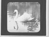 Swan