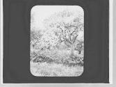 Apple tree