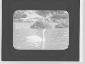 Swan