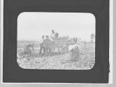 Farmers in a field