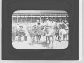 Rodeo watchers, Wyoming Trip