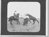 Rodeo rider & lassoed horse, Wyoming Trip