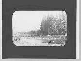 Horses by river, Wyoming Trip