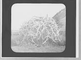 Pile of antlers, Wyoming Trip