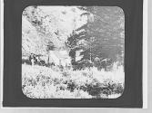 At camp, Wyoming Trip