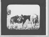 Saddled horses, Wyoming Trip