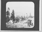Saddled horses, Wyoming Trip