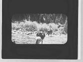 Pack animals crossing a river, Wyoming Trip