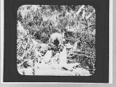 Man in downed trees, Wyoming Trip