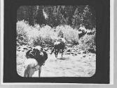 Pack animals crossing a river, Wyoming Trip