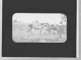 Man & horses, Wyoming Trip