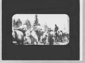 Rider & pack animals, Wyoming Trip