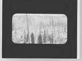 View of downed trees, Wyoming Trip