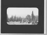 Train of pack animals, Wyoming Trip