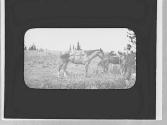 Man & horses, Wyoming Trip
