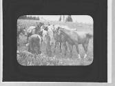 Man & pack animals, Wyoming Trip