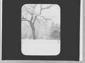 Snow scene