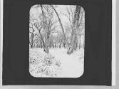 Snow scene