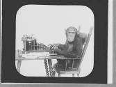 Monkey with typewriter