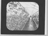 Greenhouse interior