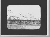Pelicans in flight