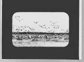 Pelicans in flight
