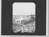 Caribou