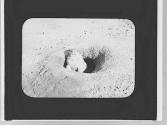 Groundhog in a hole