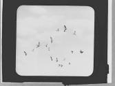Flock of Canada geese