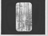 A stand of trees, Durand Park