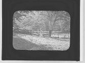 Tree & split rail fence