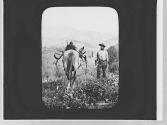 Guide with hunting trophy on packhorse, Wyoming Trip