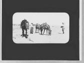 Couple & grazing horses