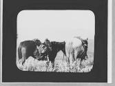 Horses