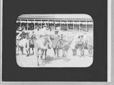 Rodeo watchers