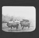 Bullocks