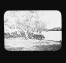 On the Murray