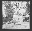 Hugh's Emu