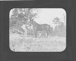 Man with horse, Oak Lodge Trip