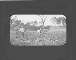 People walking through a cotton field, Oak Lodge Trip