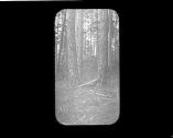Tree trunks, Oak Lodge Trip