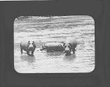 Hippos in water