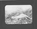 Man laying down, posing on slain elephant