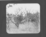 Elephant itching nose on tree