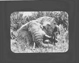 Dead elephant