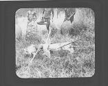 Dead lion full of spears